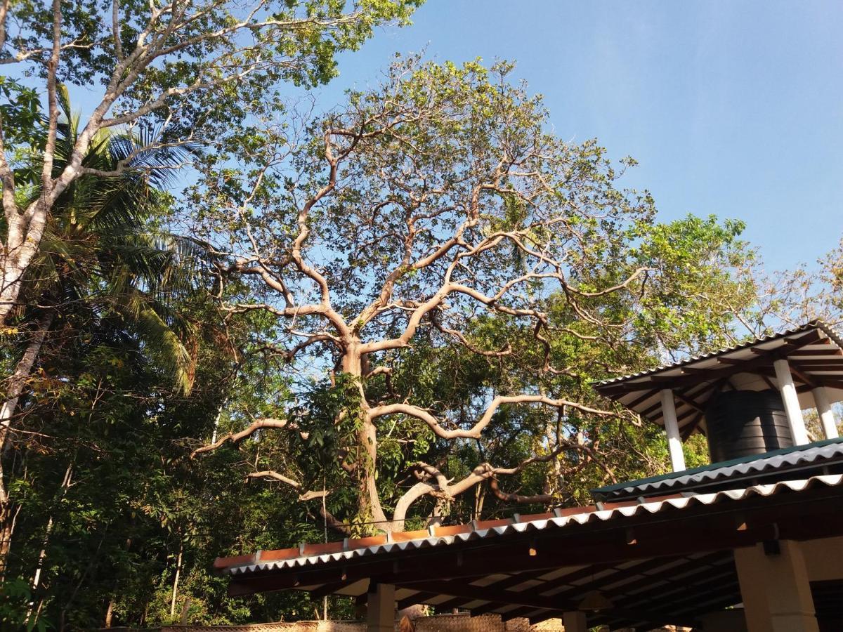 Cashew Villa Hiriketiya Dikwella Extérieur photo