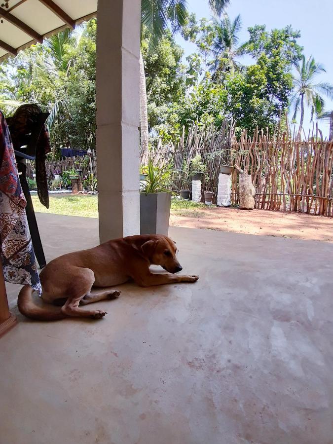 Cashew Villa Hiriketiya Dikwella Extérieur photo