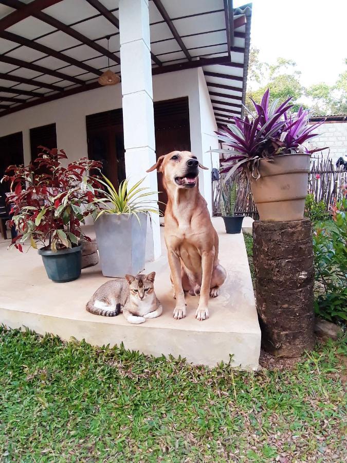Cashew Villa Hiriketiya Dikwella Extérieur photo